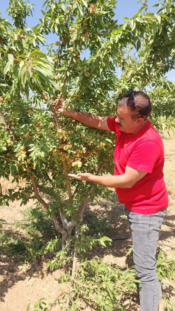 فروش انواع نهال بادام و گردو دیرگل|گل و گیاه طبیعی|کرمانشاه, |دیوار