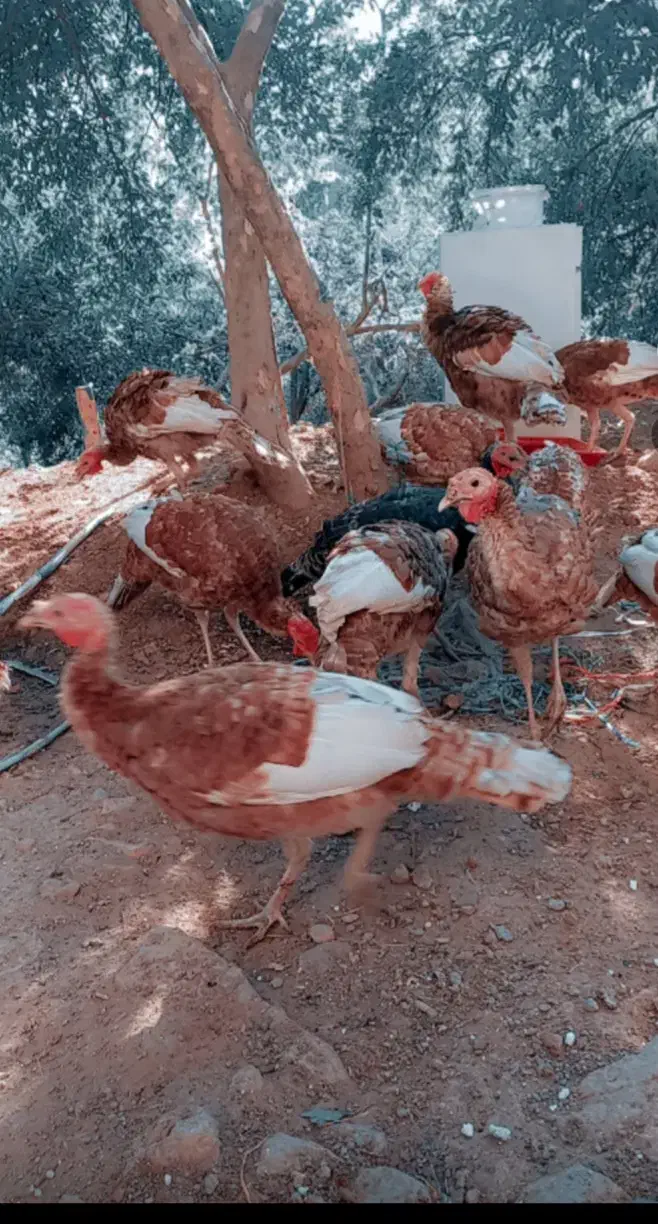 بوقلمون ۶ماهه|حیوانات مزرعه|اورامان, |دیوار