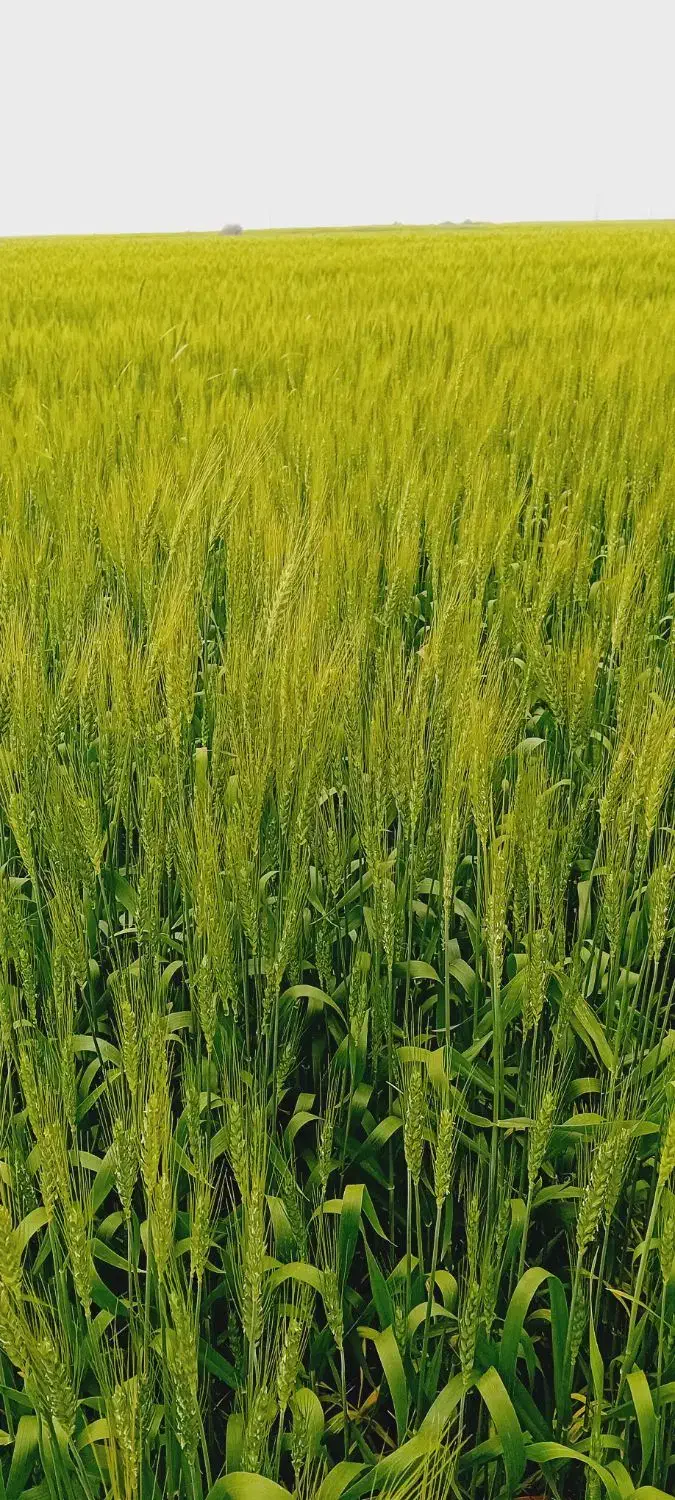 اجاره زمین کشاورزی چاه برقی بارانی وهم قرقابی|اجارهٔ دفتر صنعتی، کشاورزی، تجاری|شوش, |دیوار