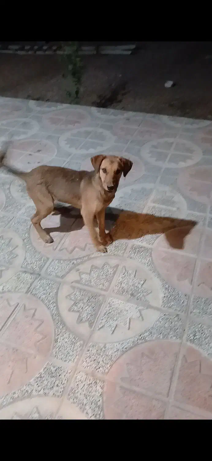 سگ دورگ دوبرمن مناسب نگهبانی|سگ|اقلید, |دیوار