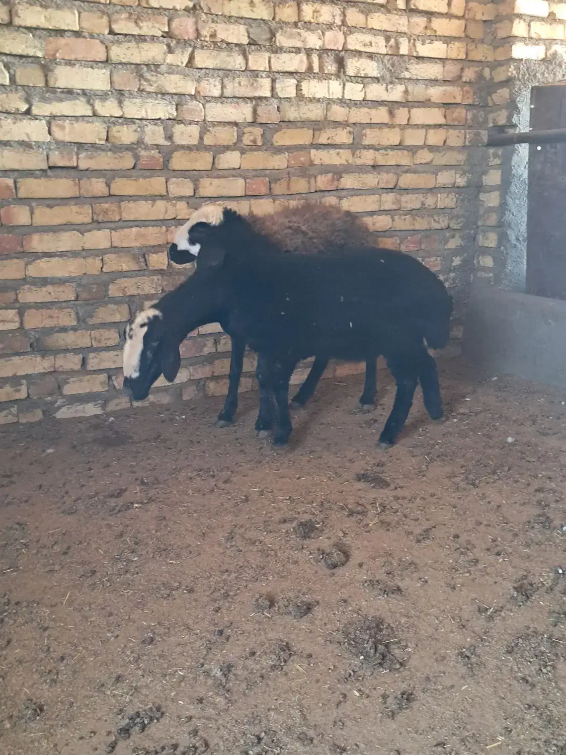 میش شال با بره ۲۰ کیلویی|حیوانات مزرعه|قزوین, |دیوار