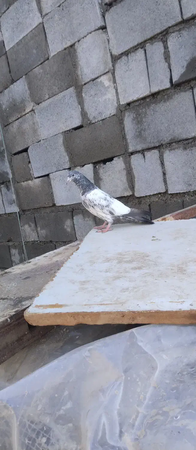 کبوتر|پرنده|بیکاه, |دیوار