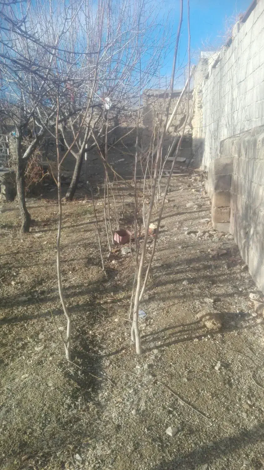 درخت گردو|گل و گیاه طبیعی|سامن, |دیوار