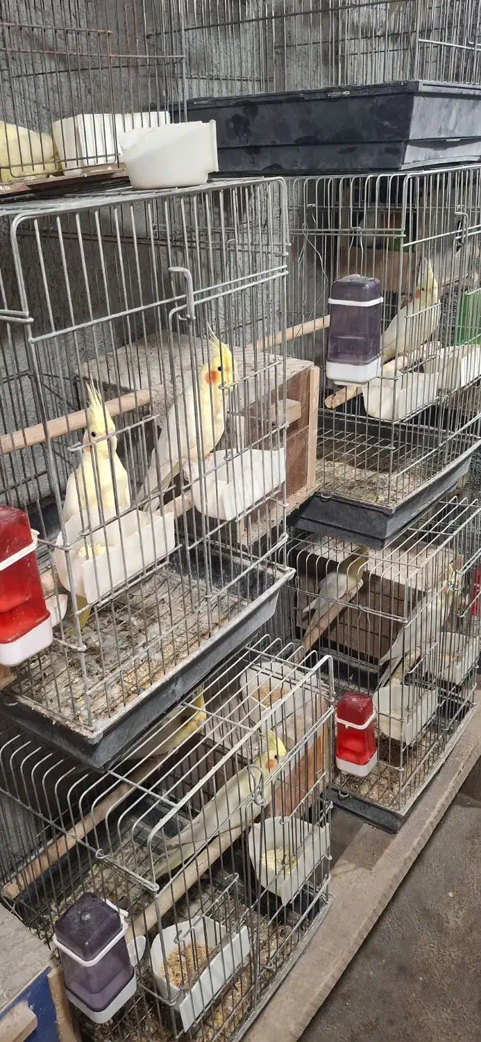 عروس هلندی لوتینو مولد|پرنده|باغستان, |دیوار