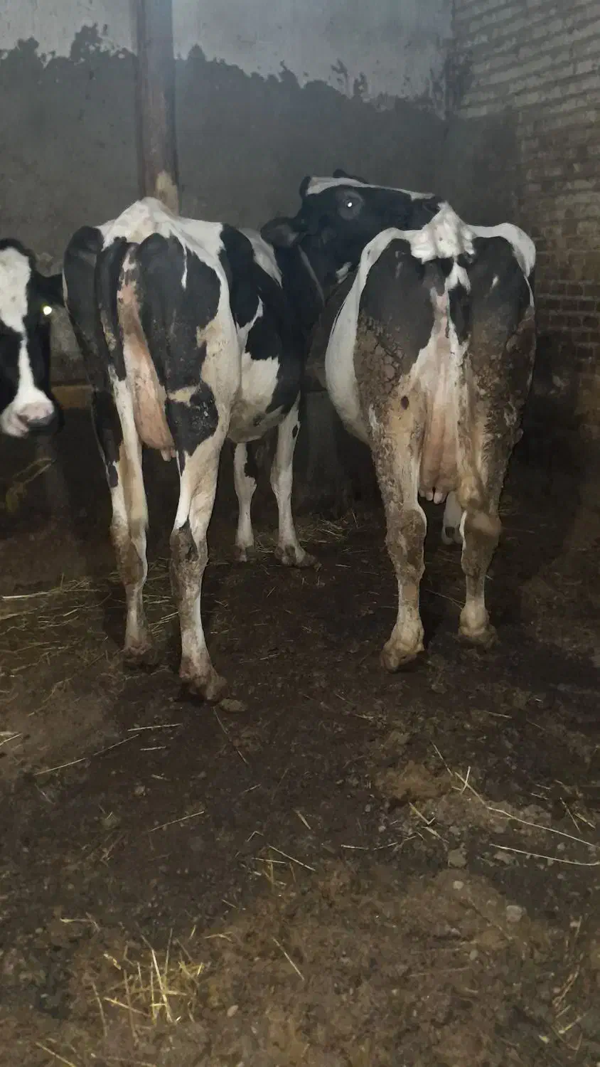 ۲عددگاو|حیوانات مزرعه|مهربان, |دیوار