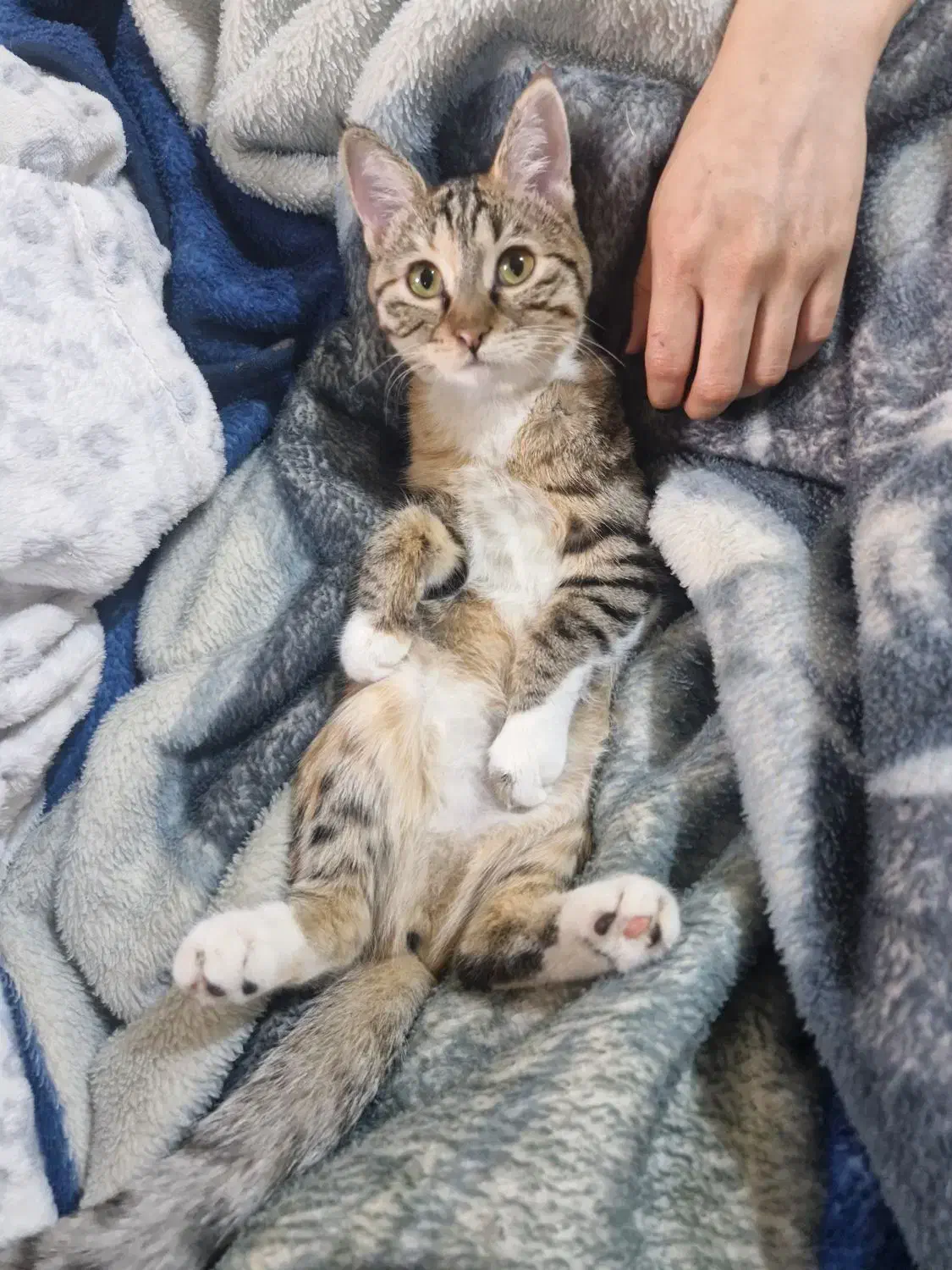 گمشده|گربه|شیراز, فرهنگ شهر|دیوار