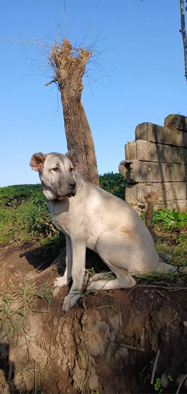 فروش سگ سرابی|سگ|املش, |دیوار