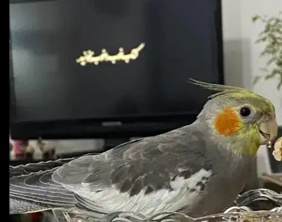 گمشده پرنده|حیوانات|کرج, پیشاهنگی|دیوار