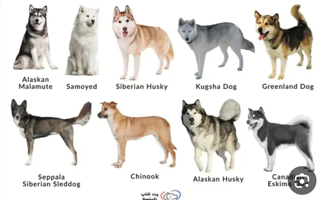 سگ پیدا شده|حیوانات|شاهرود, |دیوار