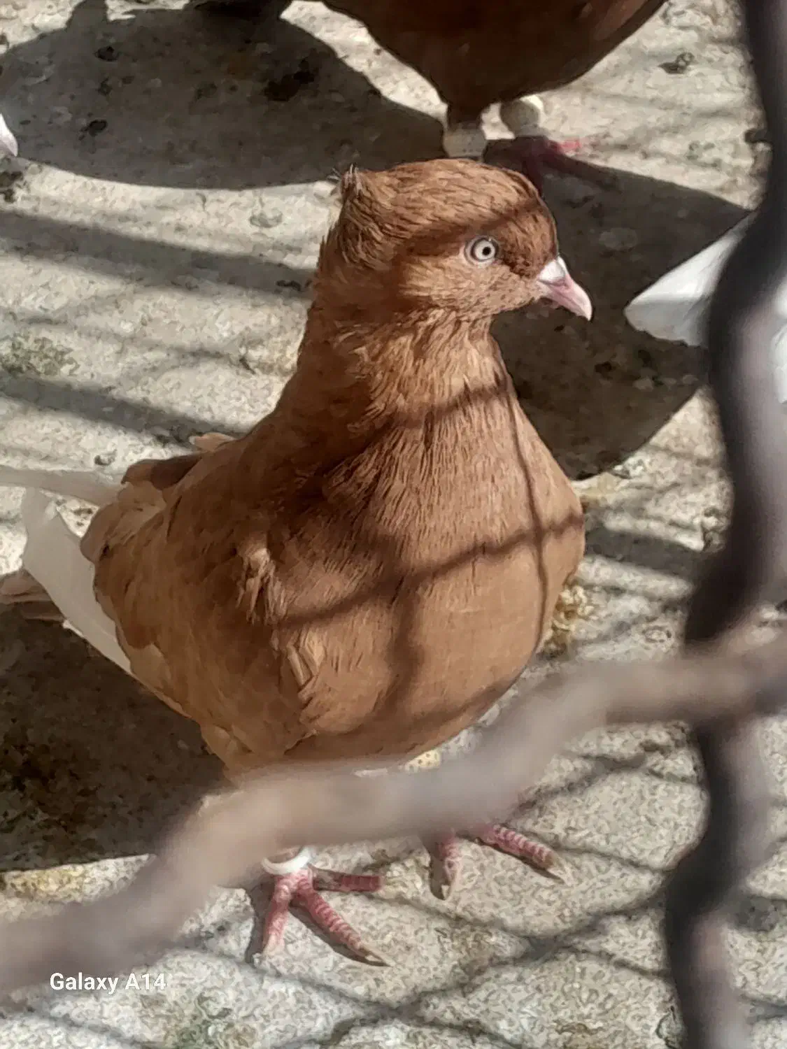 کبوتر زرد قارا|پرنده|قزوین, |دیوار