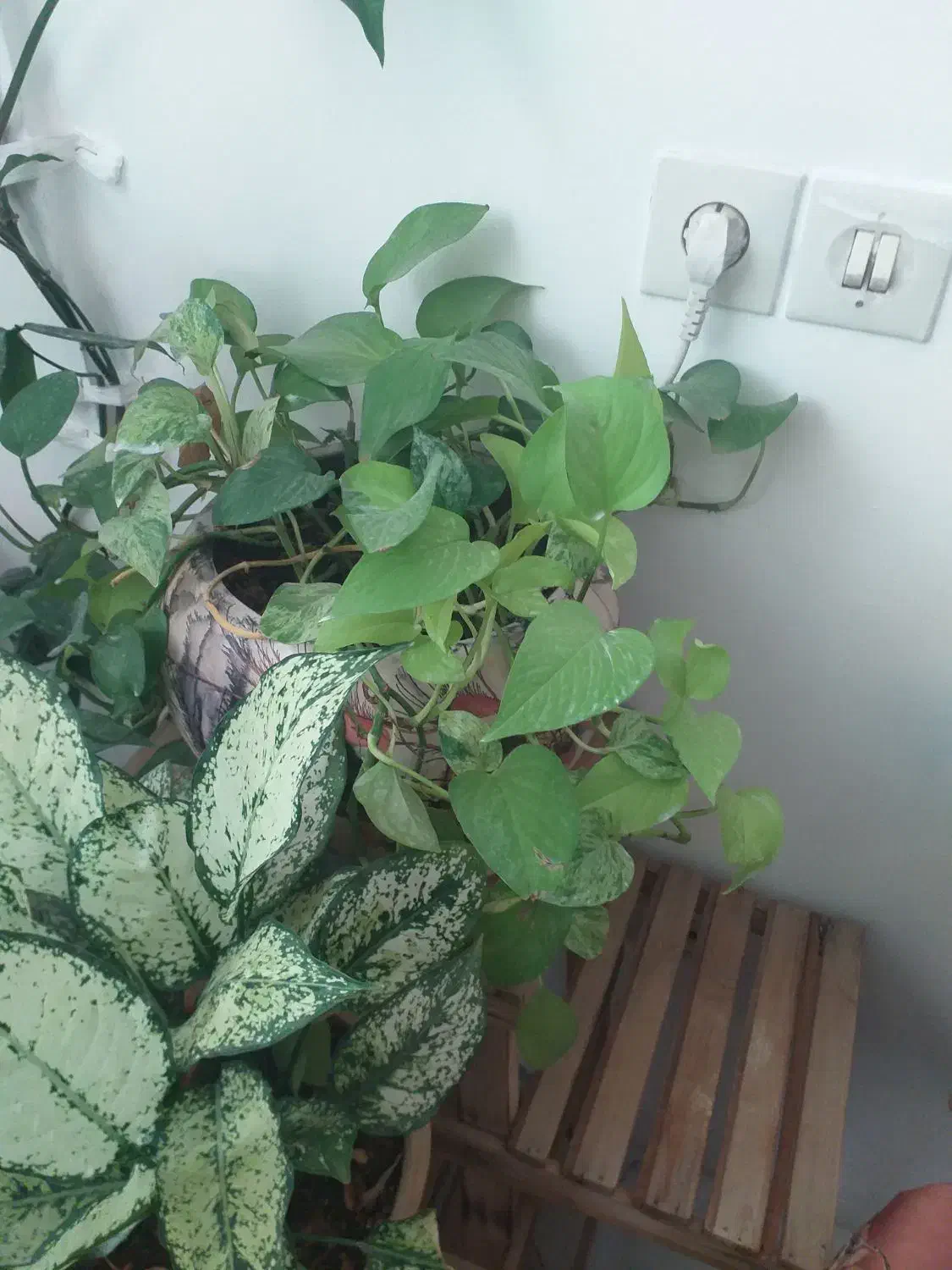 گل پتوس|گل و گیاه طبیعی|مشهد, خرمشهر|دیوار