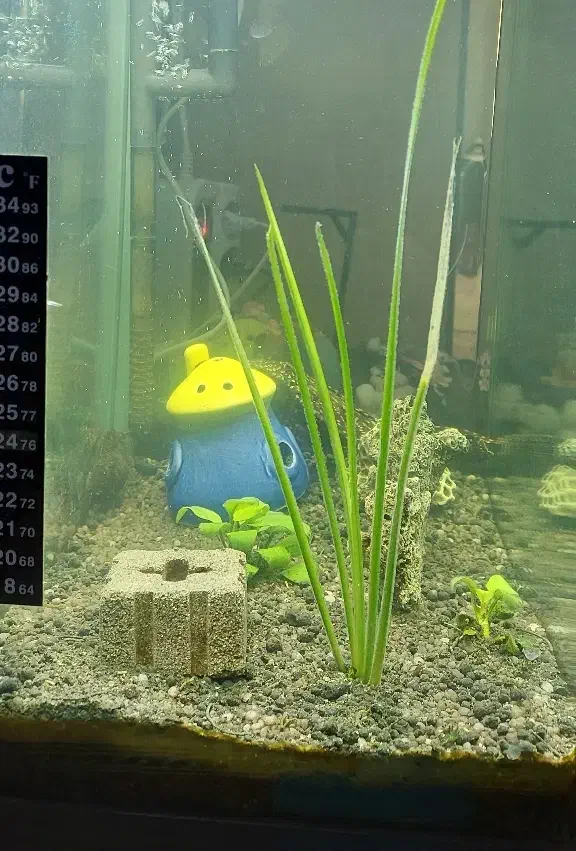 اکواریوم ۲۰ لیتری با تجهیزات کامل|ماهی|بروجن, |دیوار