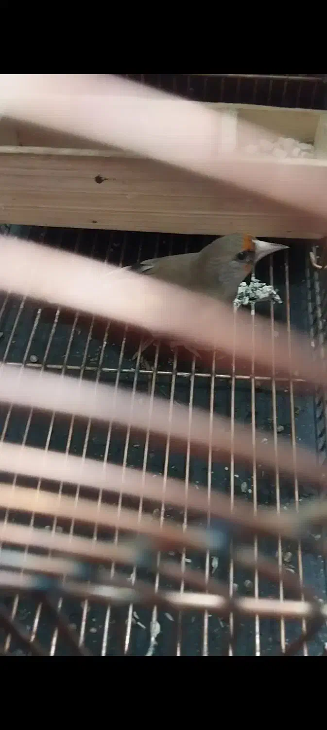 سهره کرمونی|پرنده|شیراز, کوشک میدان|دیوار