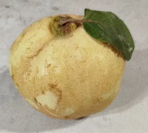 به سر درخت .میوه به تو با غ رو درخت حدود ۵ الی۶تن|خوردنی و آشامیدنی|شیراز, کودیان|دیوار