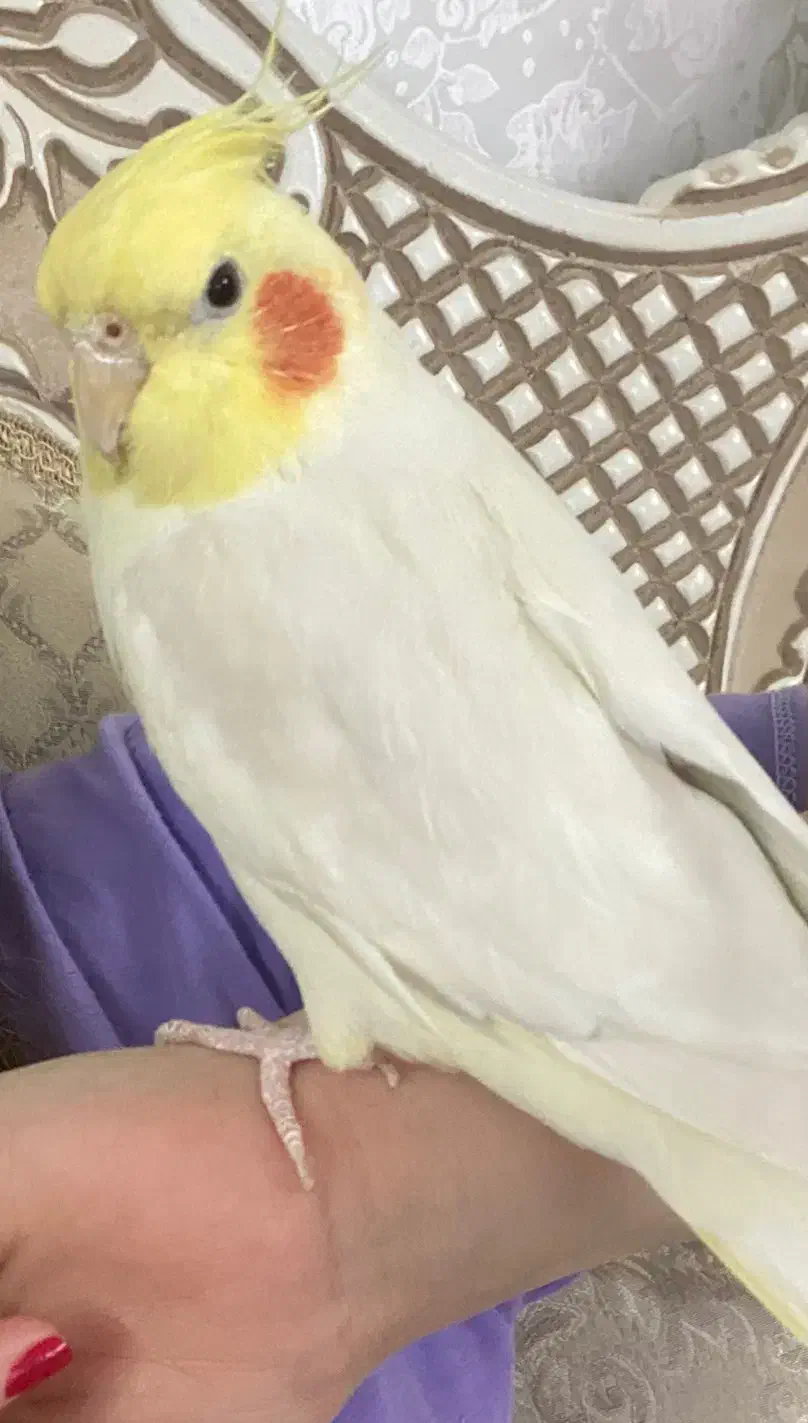 عروس هلندی|پرنده|ابهر, |دیوار