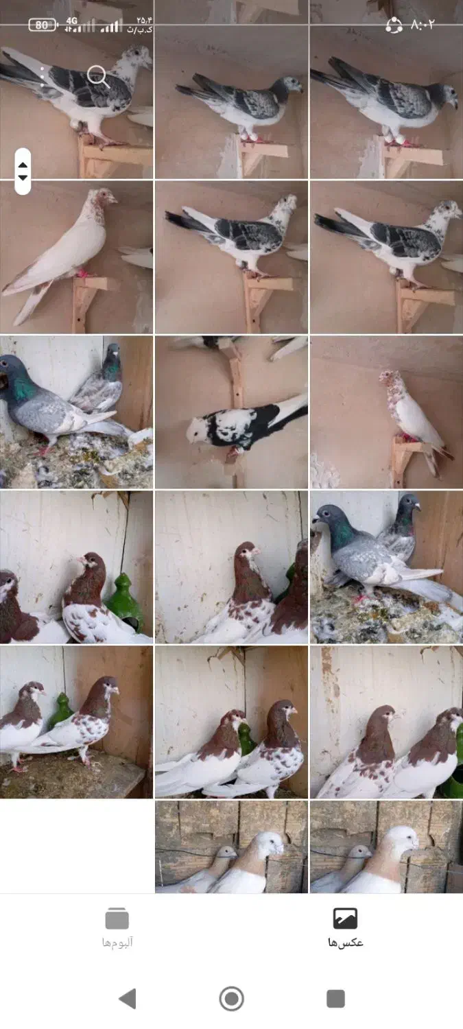 کفتر رنگی|پرنده|شیراز, کوشک میدان|دیوار