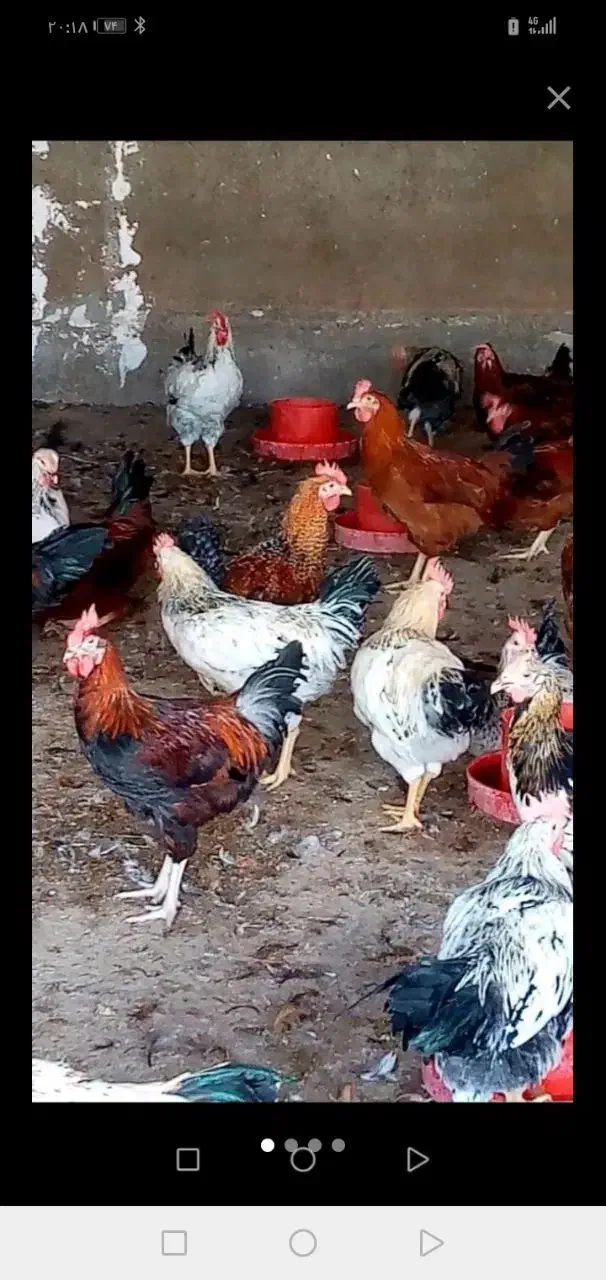 خروس نزری باب مراسمات طایفه ای|حیوانات مزرعه|کرمانشاه, |دیوار