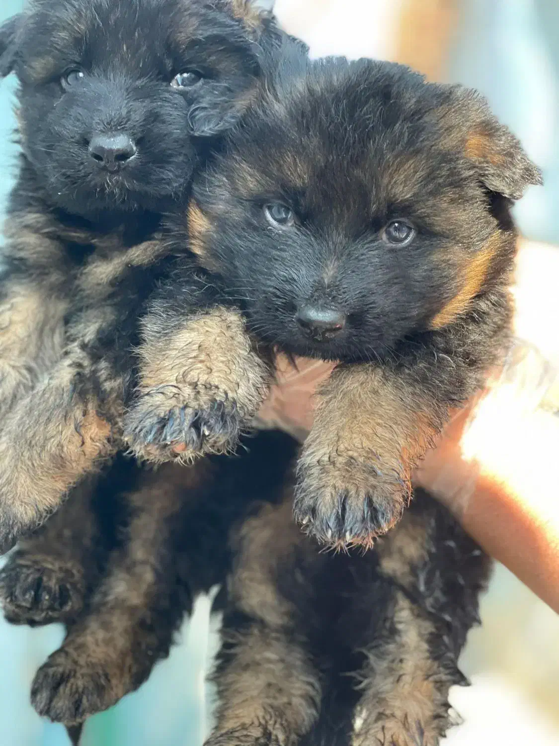 فروش سگ های خانگی نگهبان آموزش دار متنوع|سگ|کرج, عظیمیه|دیوار