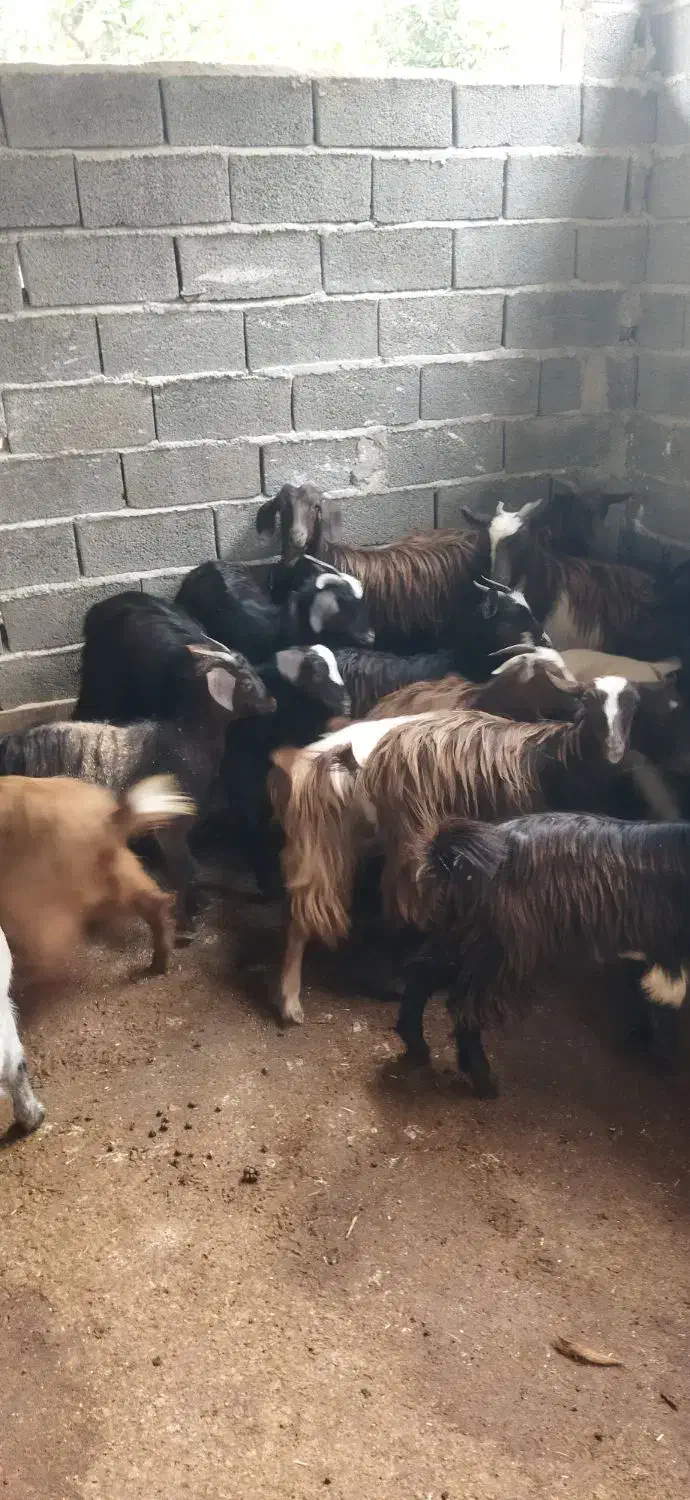 بزغاله ماده شیر مست|حیوانات مزرعه|قائم‌شهر, |دیوار