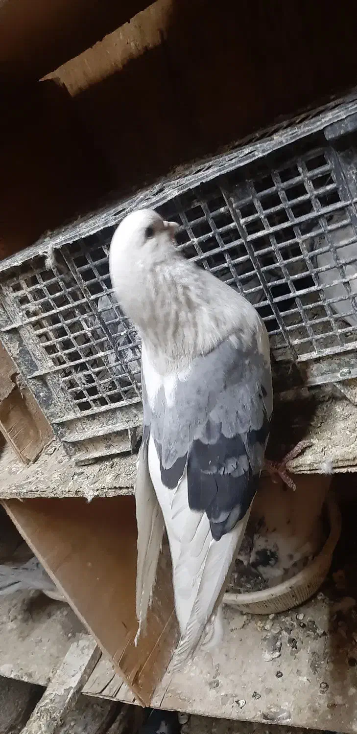 پشت سبز درشت|پرنده|اشتهارد, |دیوار