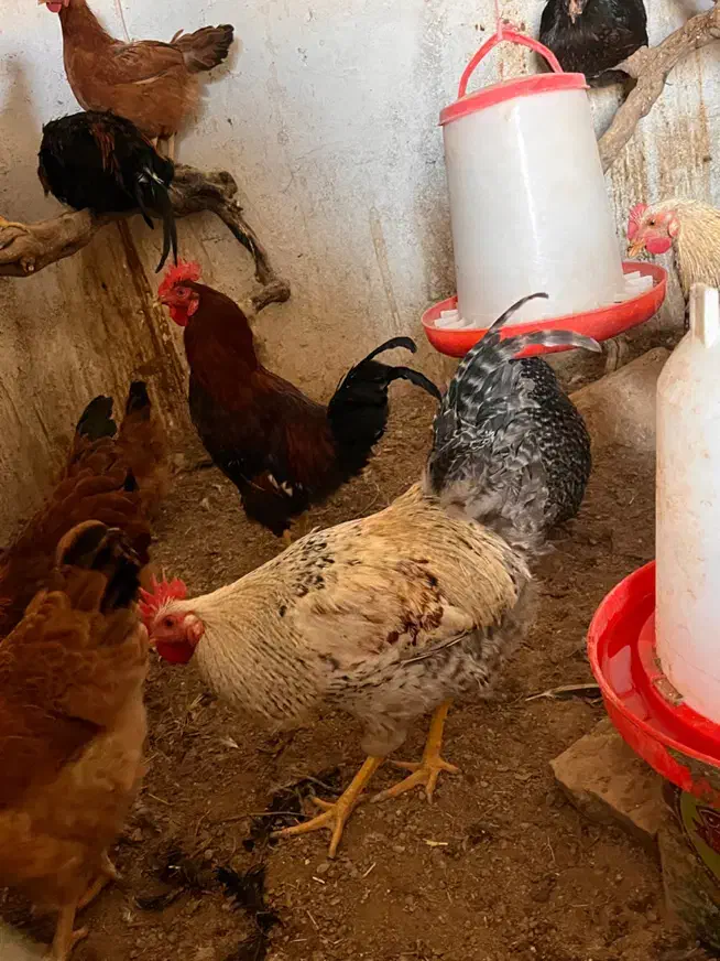 خروس محلی مناسب قربانی و نگهداری|حیوانات مزرعه|ابهر, |دیوار