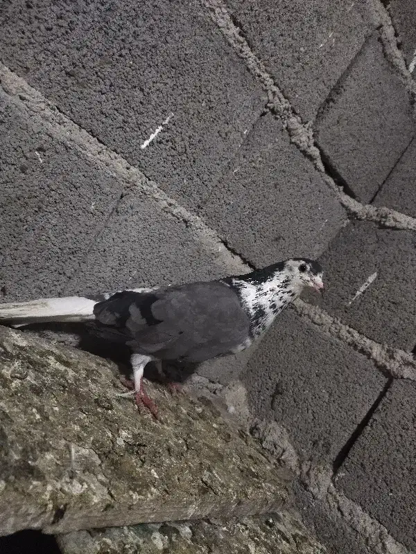 تعدادی کبوتر|پرنده|مینودشت, |دیوار