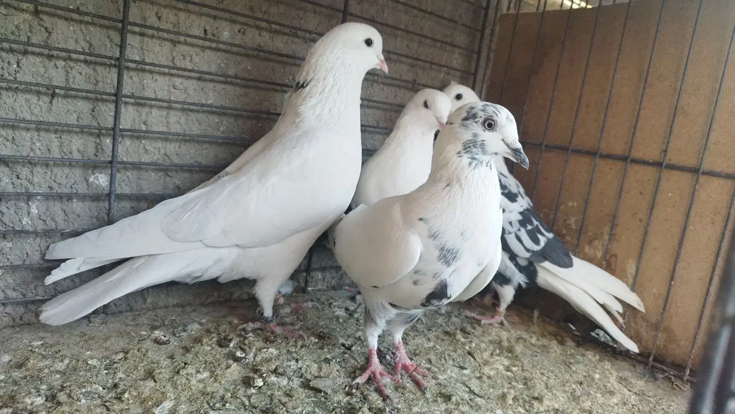 کبوتر پرشی آسمونی|پرنده|هشتگرد, شهرک ولیعصر (مصلی)|دیوار