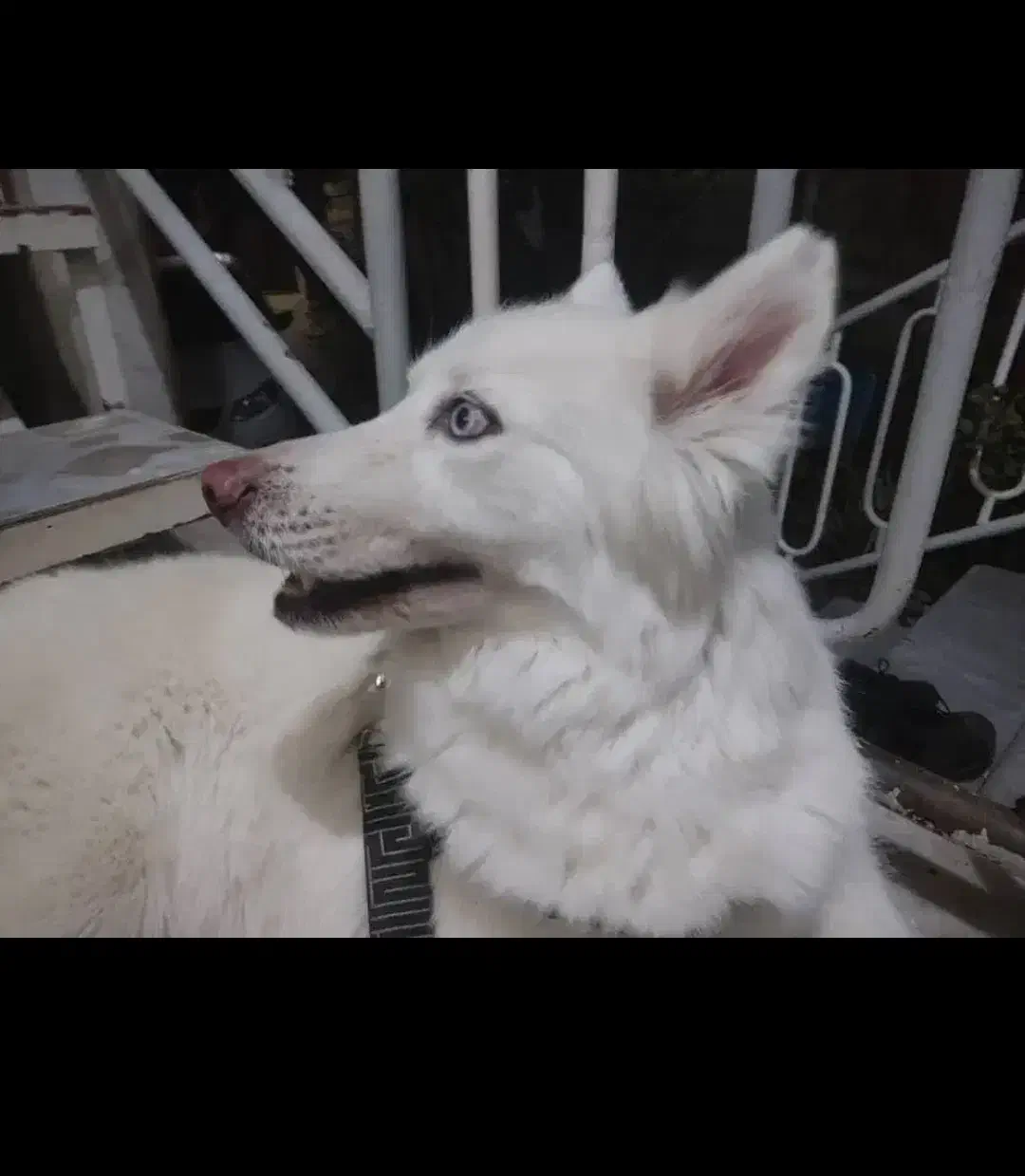 هاسکی سفید|سگ|خرم‌آباد, |دیوار