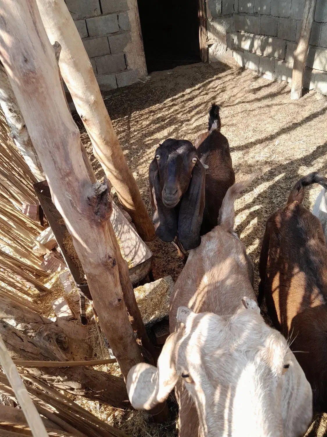 فروش بز آبستن و۳ عدد پاچن چاق برا مالداری و ...|حیوانات مزرعه|ایرانشهر, |دیوار