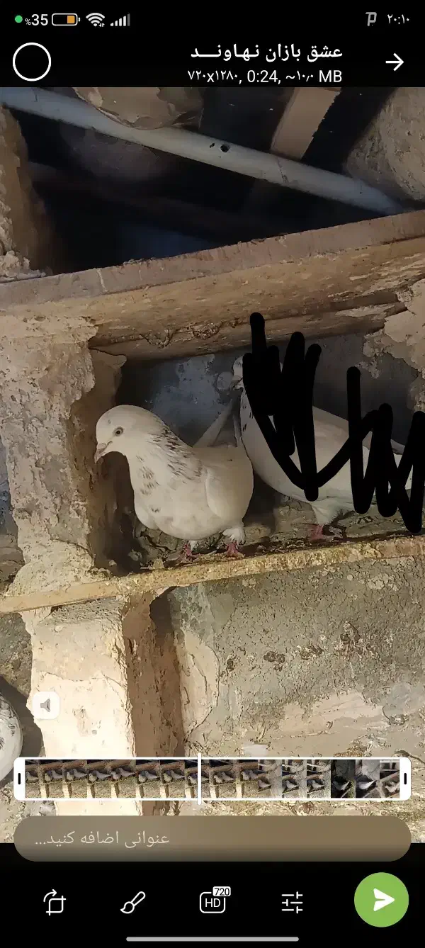 کفتر گم شده|حیوانات|نهاوند, |دیوار