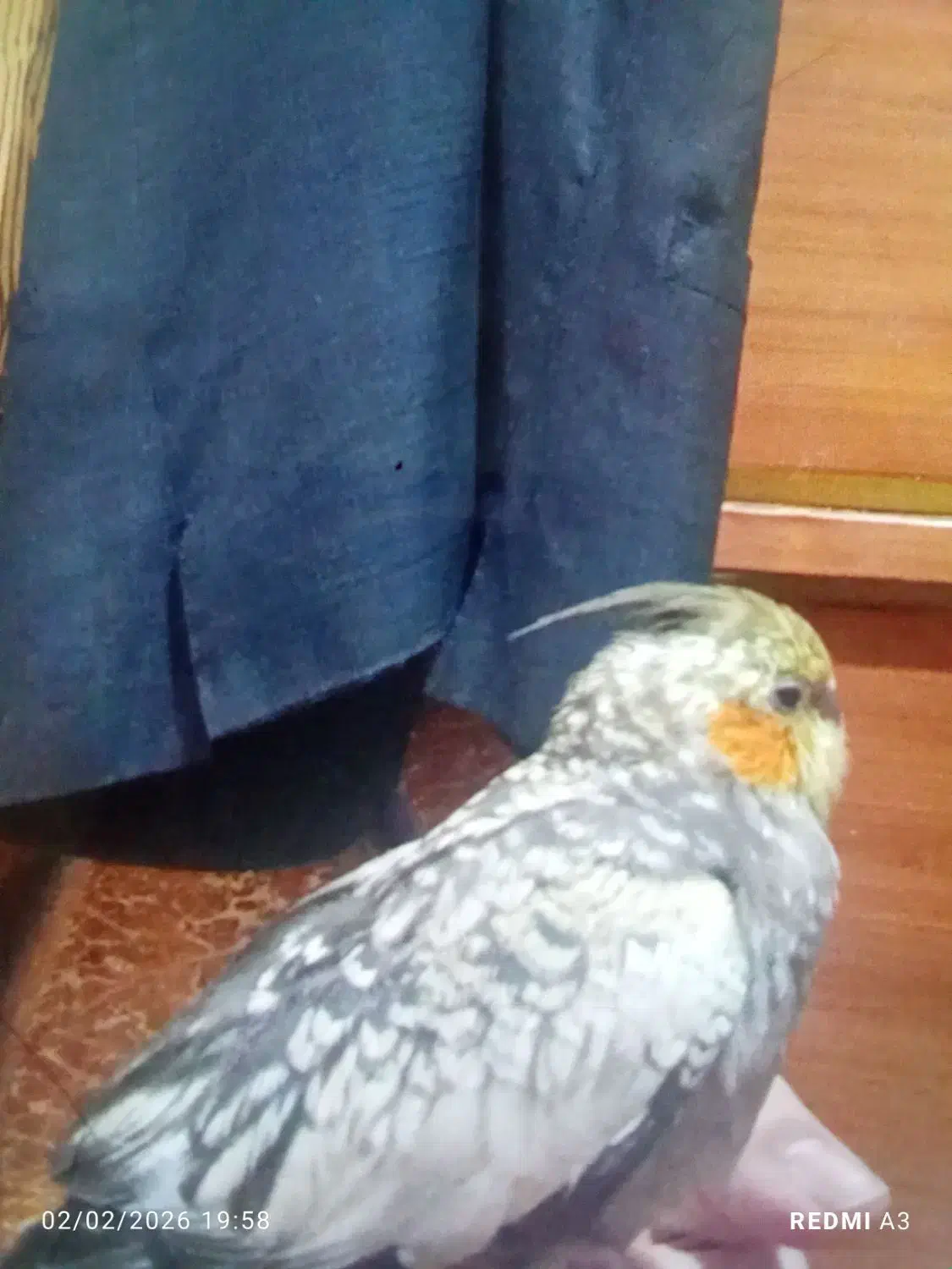 عروس هلندی گمشده|حیوانات|خاش, |دیوار