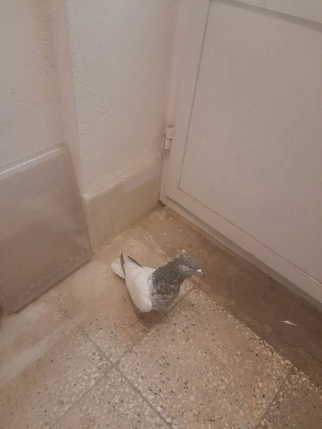 ماده کله سبز|پرنده|شیراز, درکی|دیوار