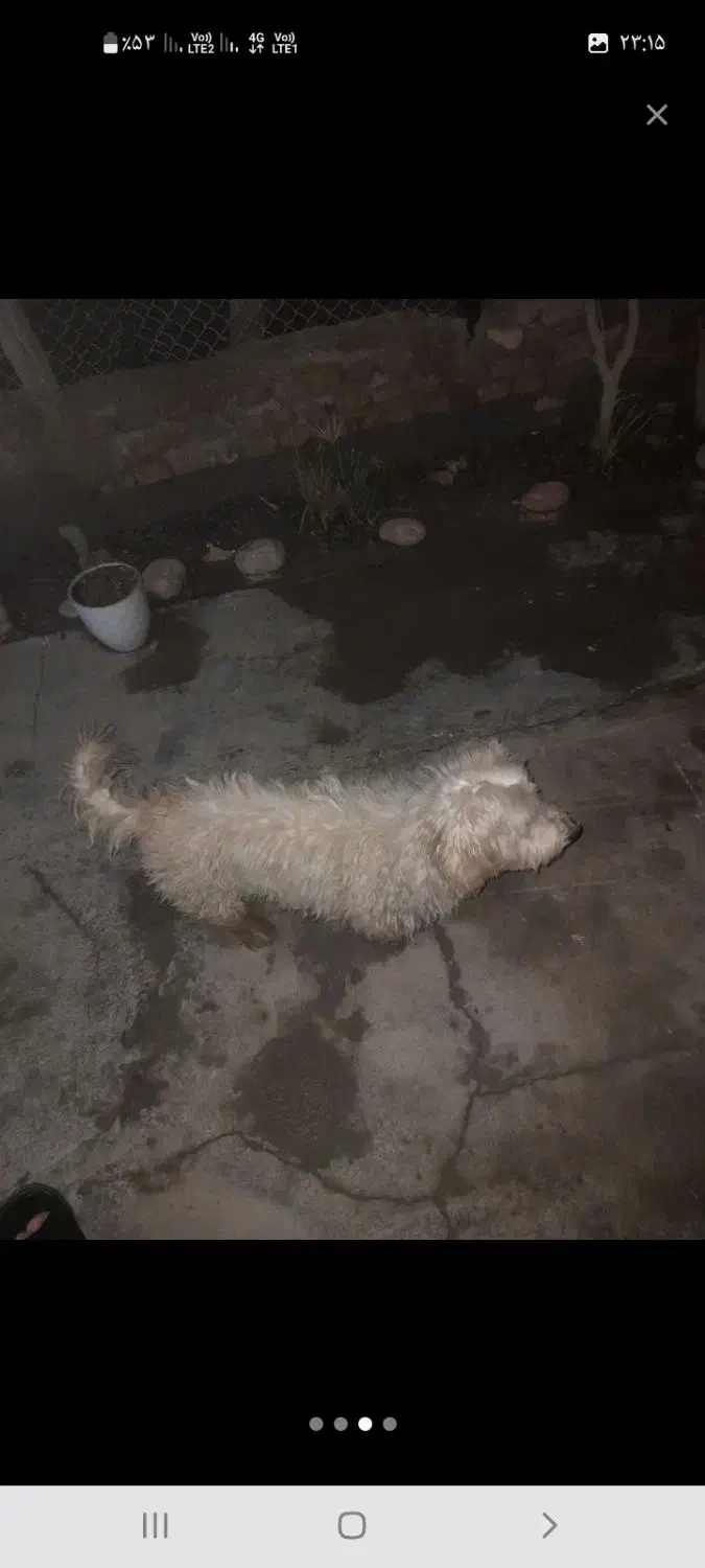 شیتزو|سگ|آبادان, |دیوار