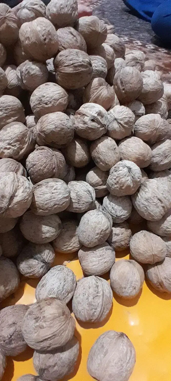 کار کار|خدمات نظافت|نورآباد, |دیوار