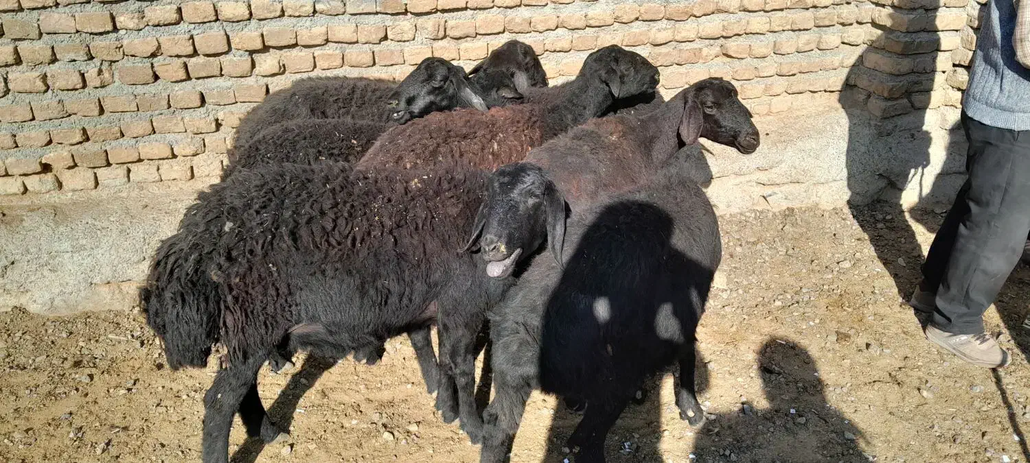 شیشک میش|حیوانات مزرعه|فیروزآباد (لرستان), |دیوار