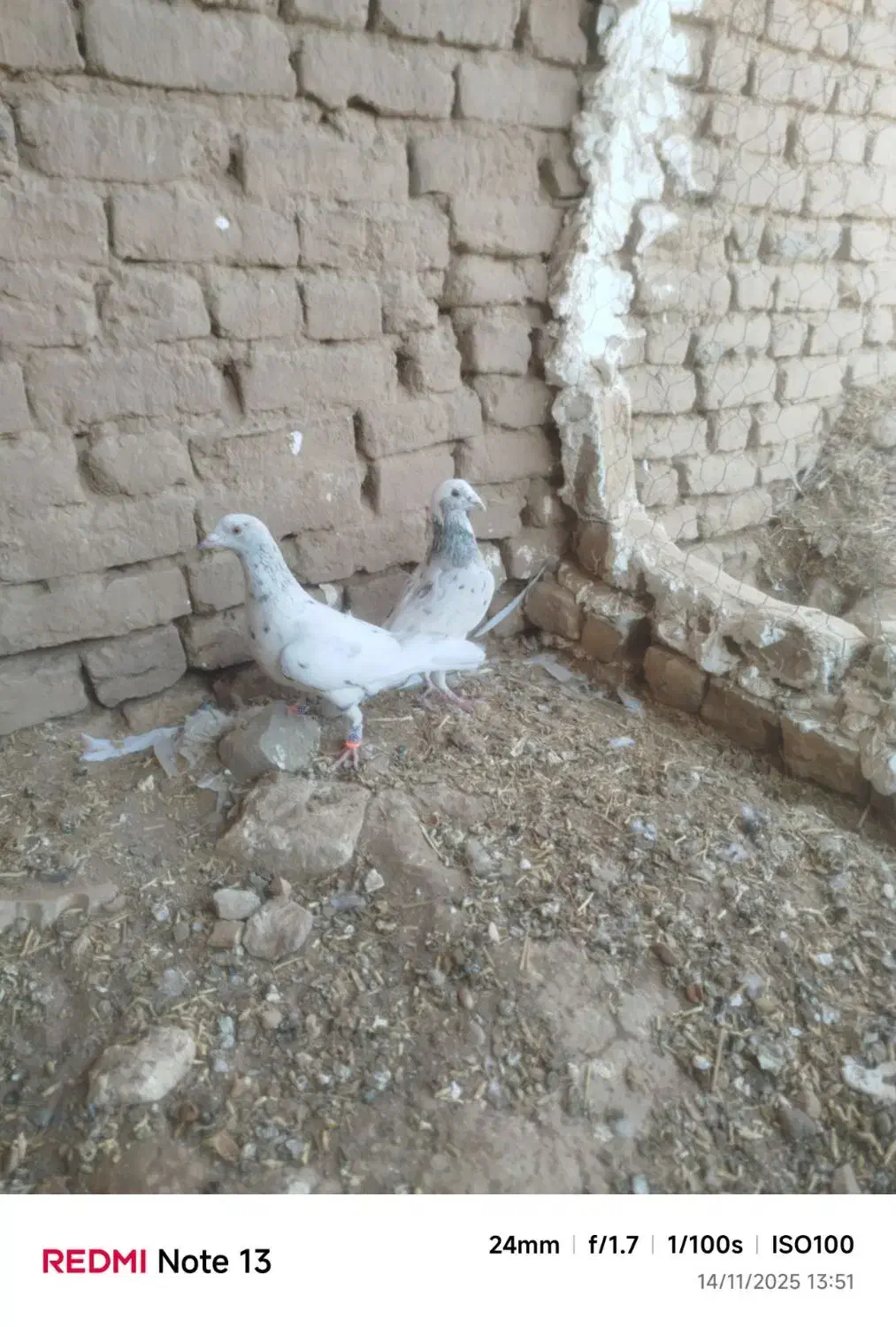 کبوتر|پرنده|عطاملک, |دیوار