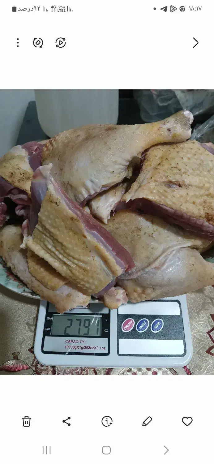 اردک اسراییلی|حیوانات مزرعه|کوچصفهان, |دیوار