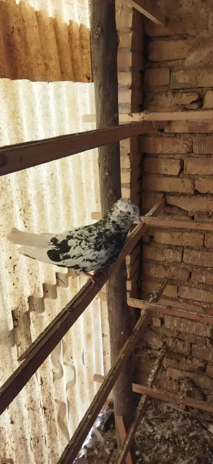 کفتر شکار|حیوانات|یزد, |دیوار