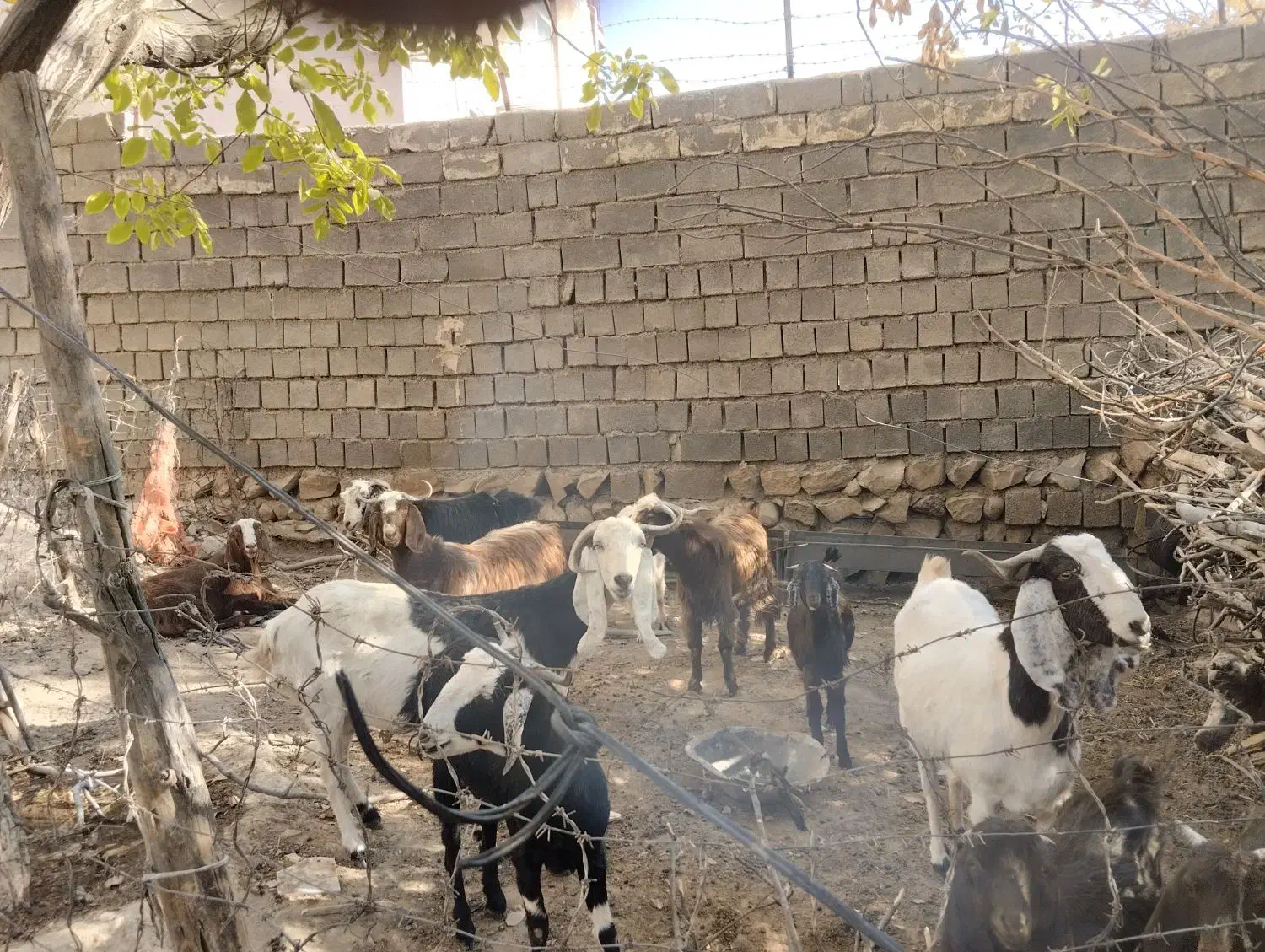 فروش بز بزغاله|حیوانات مزرعه|سیوان, |دیوار