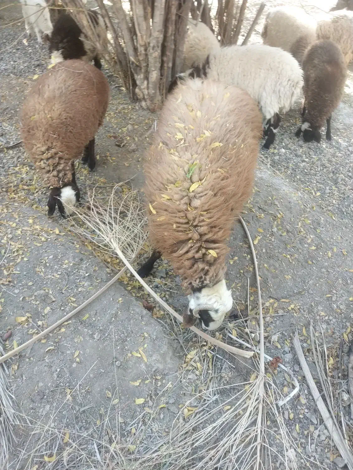 فروش بره قوچ افشاری تخمی|حیوانات مزرعه|ارزوئیه, |دیوار