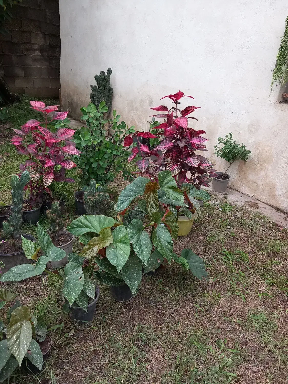 فروش تعدادی از گلها یکجا|گل و گیاه طبیعی|گوراب زرمیخ, |دیوار