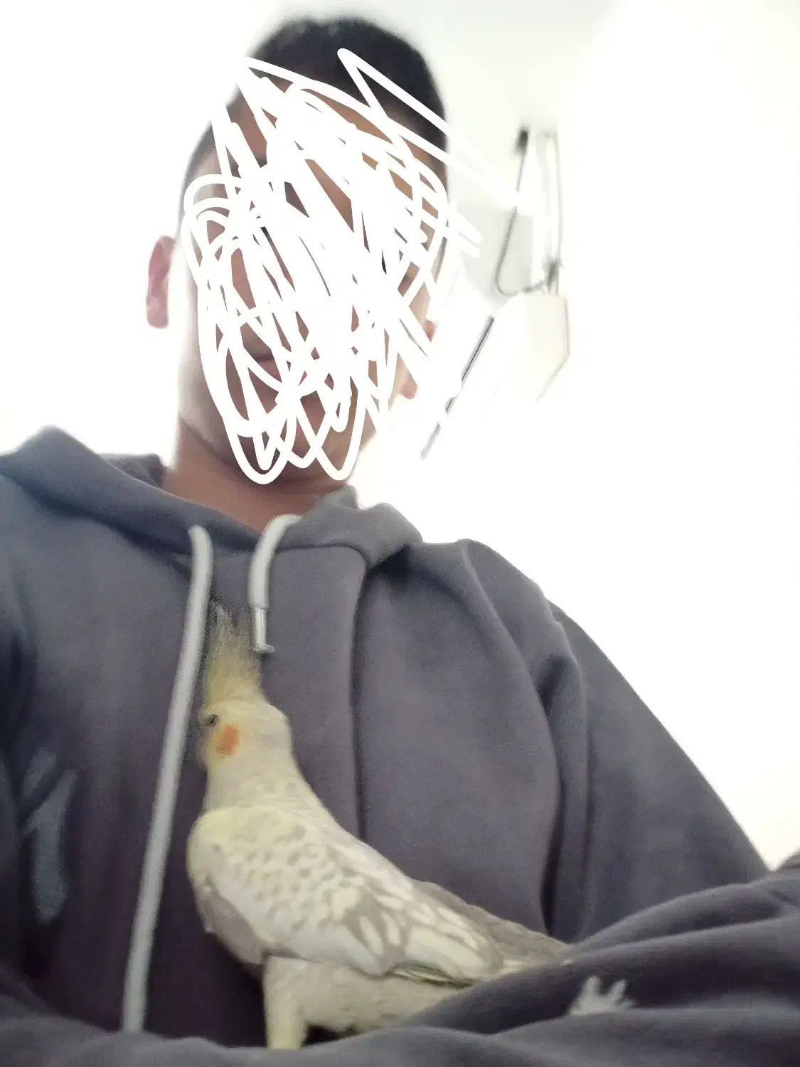 عروس هلندی|پرنده|ری, ظهیرآباد|دیوار