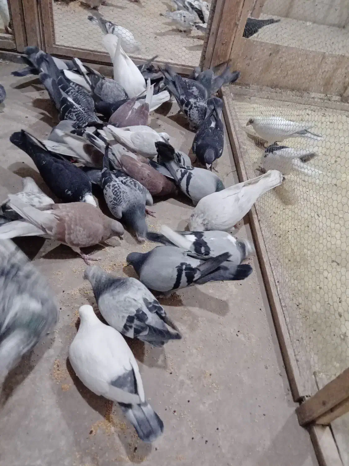 کبوتر|پرنده|دشتابی, |دیوار