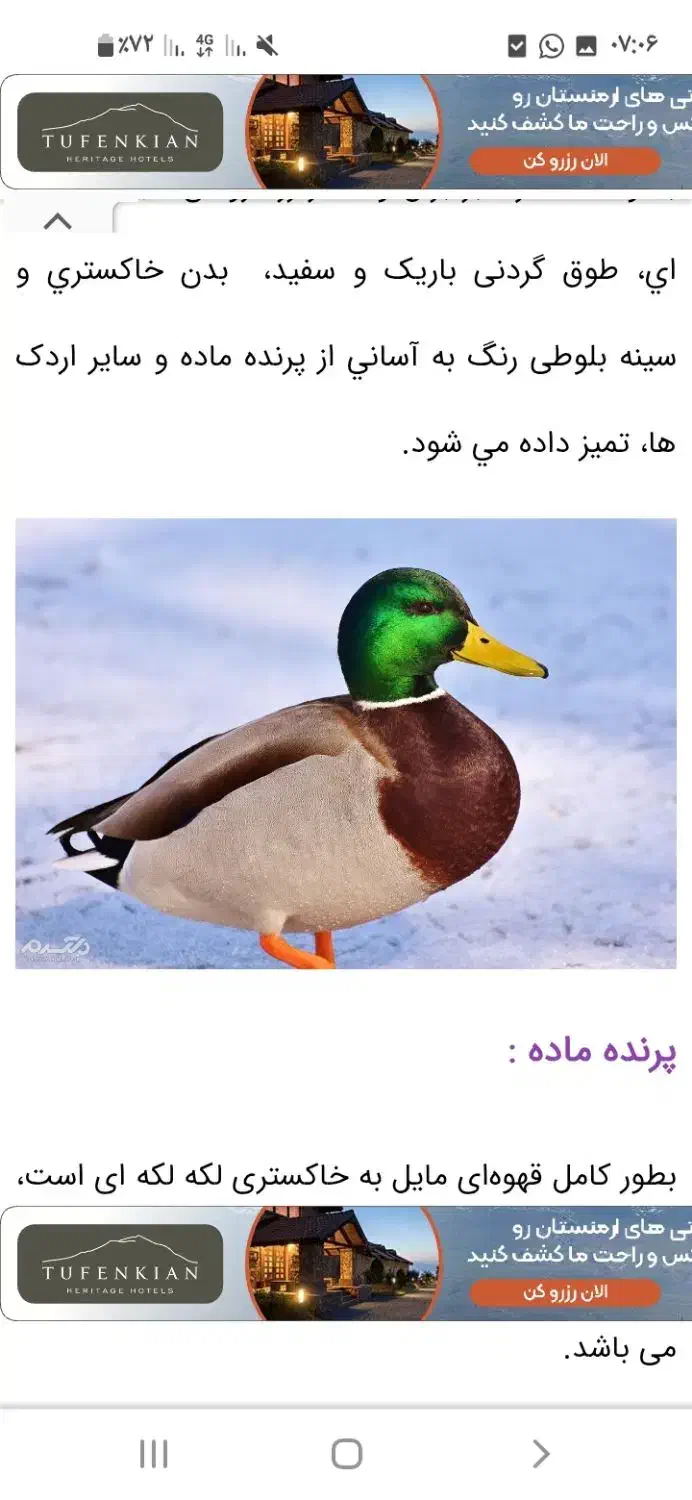 اردک دومحلی درشت یک عدد نر هوایی|حیوانات مزرعه|نشتارود, |دیوار