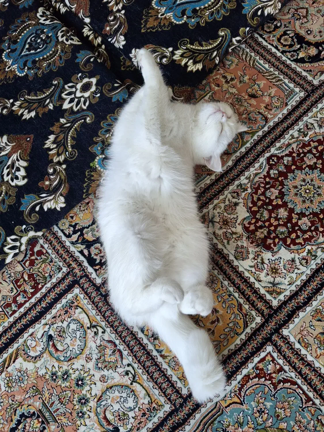 گربه|گربه|بوشهر, |دیوار