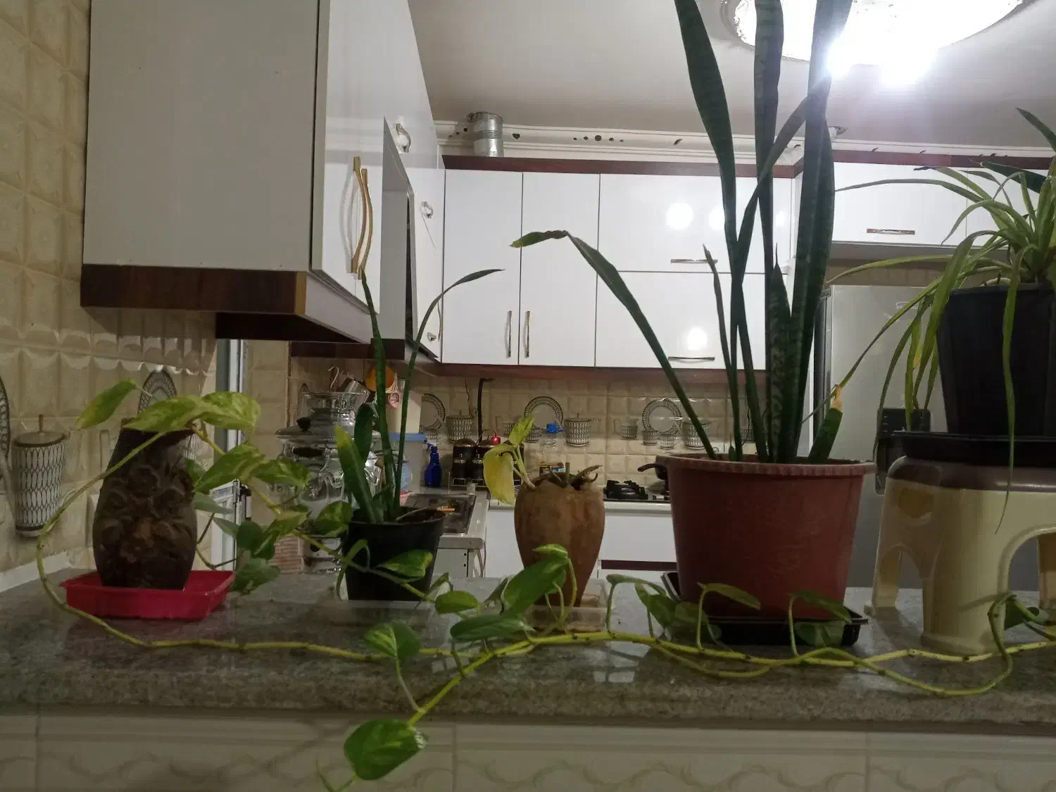 گل طبیعی|گل و گیاه طبیعی|درمیان, |دیوار