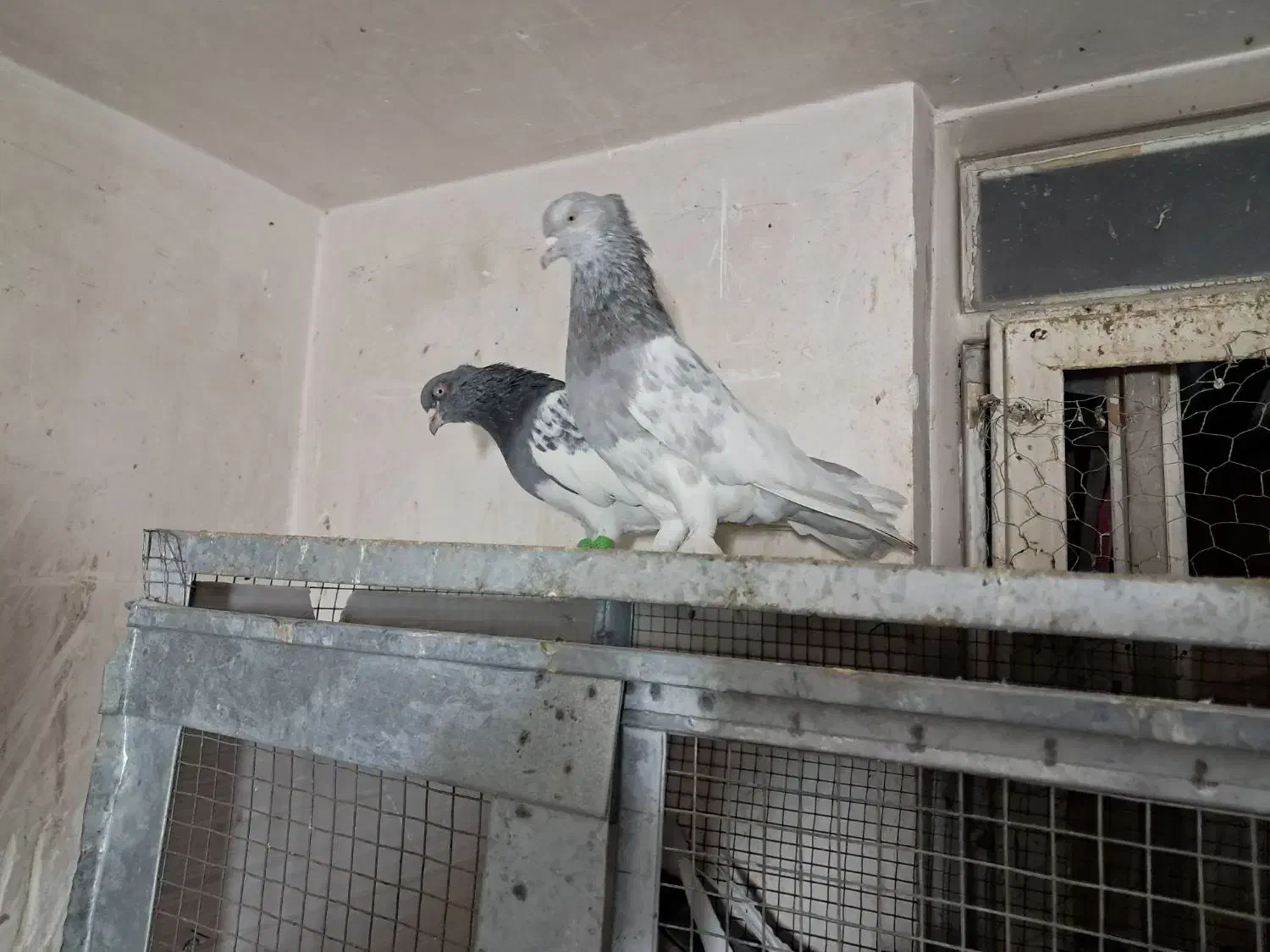 شهری بهبونی|پرنده|شیراز, جوادیه|دیوار