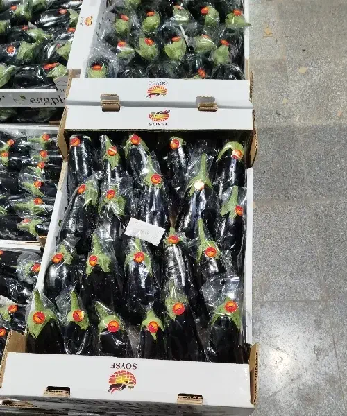 نیرو کار مر|استخدام معماری، عمران و ساختمانی|جیرفت, |دیوار