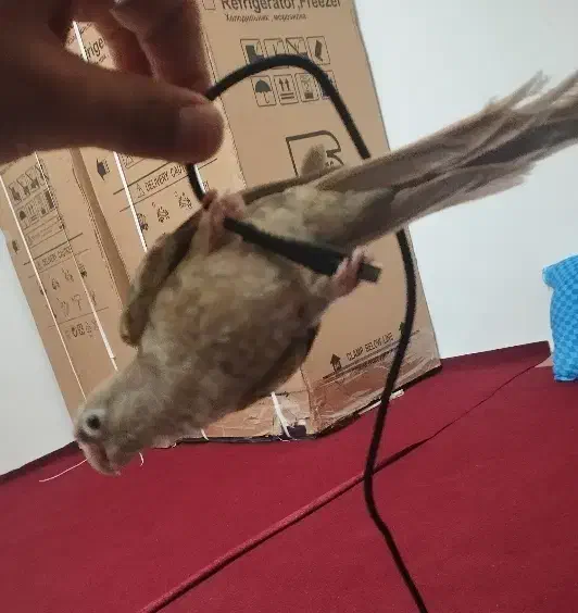 گرینچیک دستی مولد پاین اپل|پرنده|گلبهار, نوبهار|دیوار