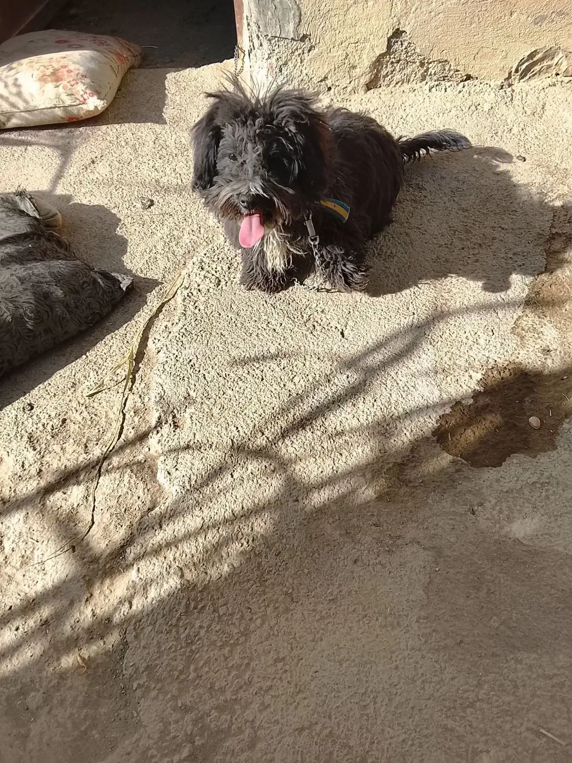 سگ پاپی|سگ|گلپایگان, |دیوار